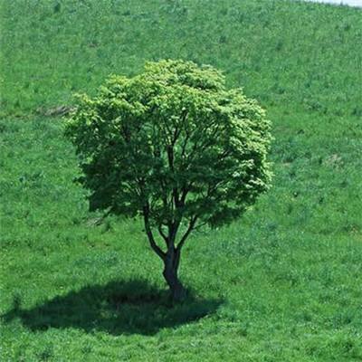 狂野车神内购破解版下载